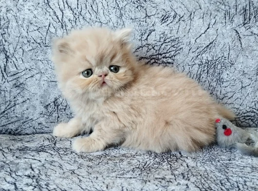 Safkan Şecereli İran Bebekler görsel