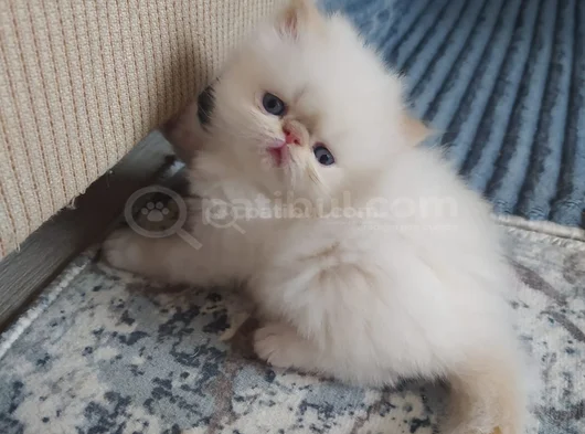 Safkan Şecereli İran Bebekler görsel
