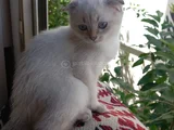 Orjinal british shorthair