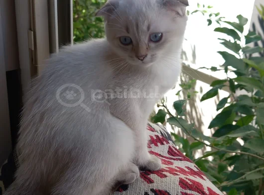 Orjinal British Shorthair