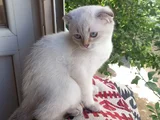 Orjinal British Shorthair