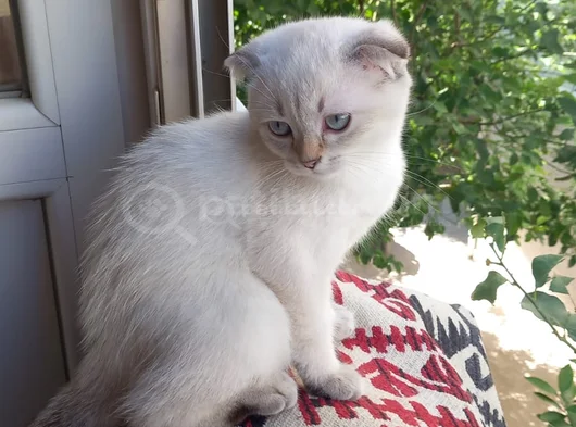 Orjinal British Shorthair görsel