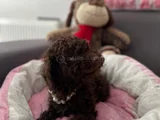 Mini patiler