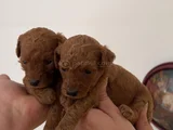 Mini Patiler