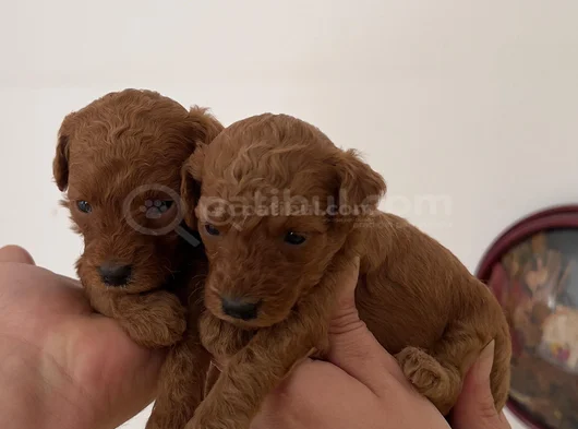 Mini Patiler görsel