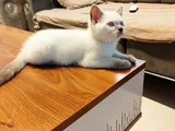 İç Dış Parazit Aşısı Yapıldı