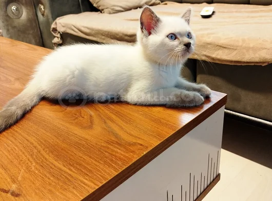 İç Dış Parazit Aşısı Yapıldı görsel