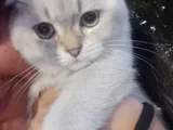 Orjinal British Shorthair