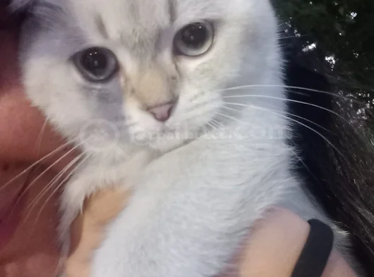 Orjinal British Shorthair görsel