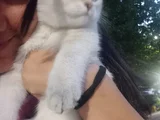 Orjinal British Shorthair