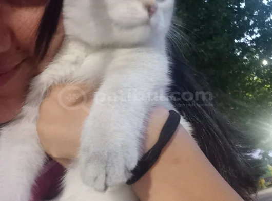 Orjinal British Shorthair görsel