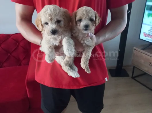 Ev Doğumu Maltipoo Yavrularımız görsel