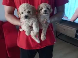Ev Doğumu Maltipoo Yavrularımız