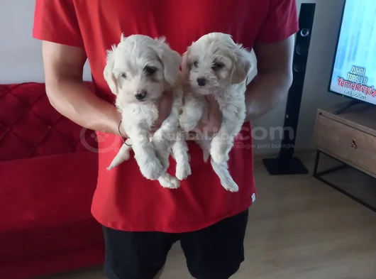 Ev Doğumu Maltipoo Yavrularımız