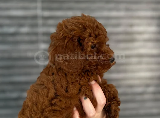 Mini Patiler görsel