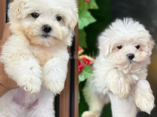 Kar Beyaz Maltese Yavrularimiz görsel