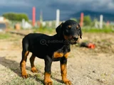 Doberman Yavrular Mevcut