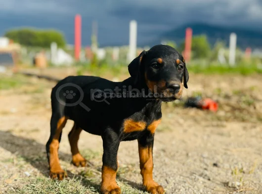Doberman Yavrular Mevcut görsel