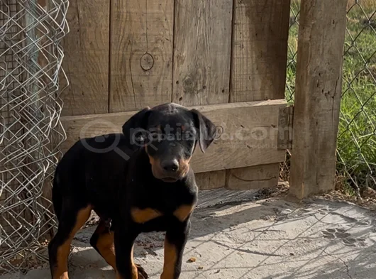 Doberman Yavrular Mevcut