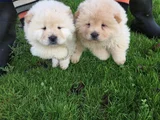 Chow Chow Çi̇n Aslani Her Renk Mevcut