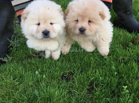 Chow Chow Çi̇n Aslani Her Renk Mevcut görsel