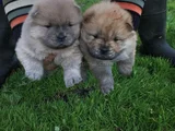 CHOW CHOW ÇİN ASLANI HER RENK MEVCUT