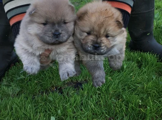 Chow Chow Çi̇n Aslani Her Renk Mevcut