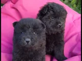 Chow Chow Çi̇n Aslani Her Renk Mevcut