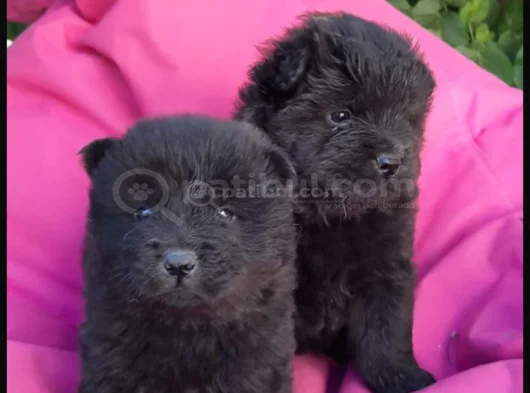 Chow Chow Çi̇n Aslani Her Renk Mevcut görsel