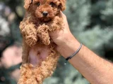 TOY POODLE BEBEKLERİMİZ HAZIR