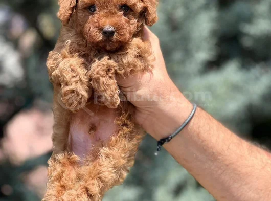 Toy Poodle Bebekleri̇mi̇z Hazir