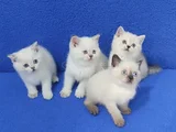 Tesli̇me Hazir Pitircik Mi̇nnaklar