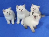 Tesli̇me Hazir Pitircik Mi̇nnaklar