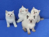 Tesli̇me Hazir Pitircik Mi̇nnaklar
