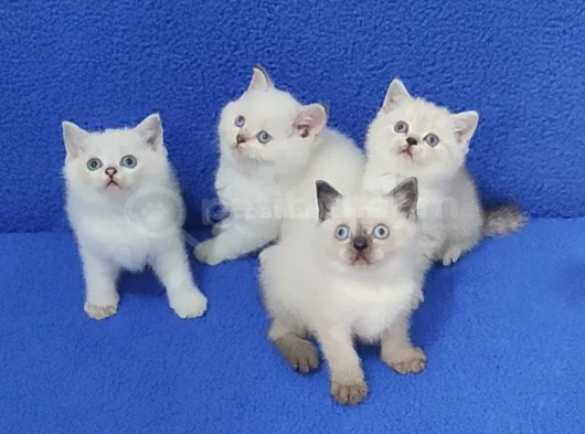 Tesli̇me Hazir Pitircik Mi̇nnaklar görsel