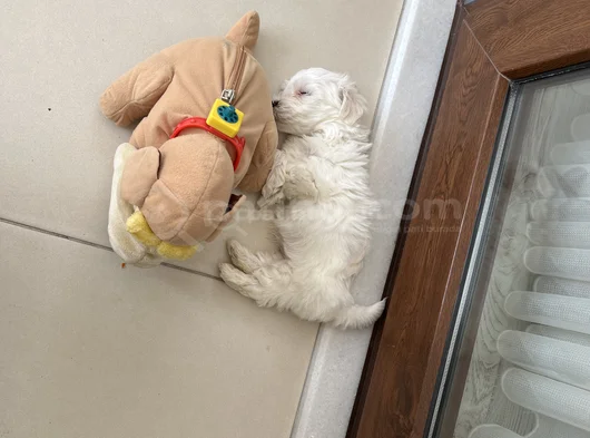 Tatlımı Tatlı Maltese Yavrusu görsel
