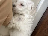 Tatlımı Tatlı Maltese Yavrusu