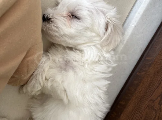 Tatlımı Tatlı Maltese Yavrusu görsel