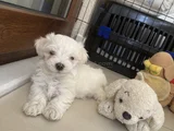 Tatlımı tatlı Maltese yavrusu