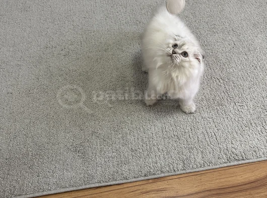 Scottish Fold Longhair Uygun görsel