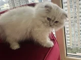 Scottish Fold Longhair Uygun