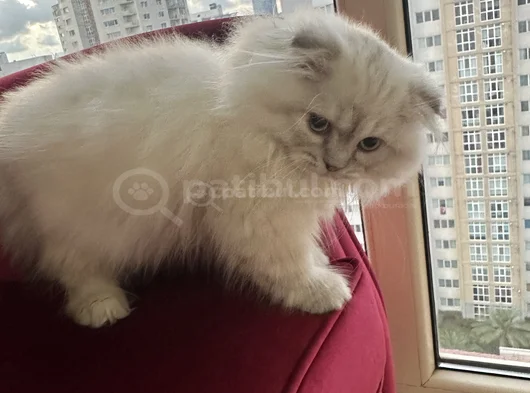 Scottish Fold Longhair Uygun görsel