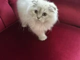 Scottish Fold Longhair uygun