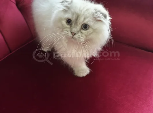 Scottish Fold Longhair Uygun