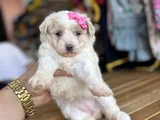 Sevi̇mli̇ Malti̇poo Bebekleri̇mi̇