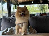1 Yaşında Erkek Pomerian Boo