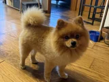 1 yaşında erkek pomerian boo