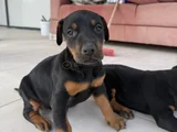 Doberman Yavrular Mevcut