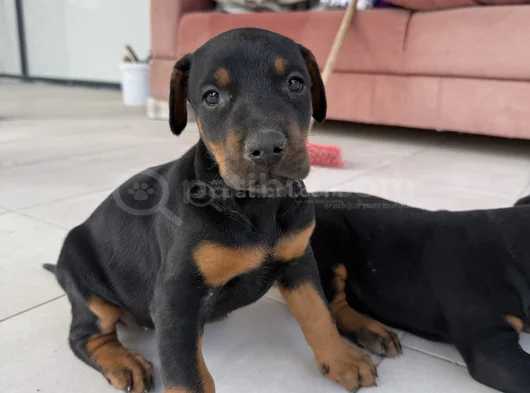 Doberman Yavrular Mevcut görsel