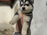 Husky Si̇bi̇rya Kurdu Yavrularimiz Mevcut